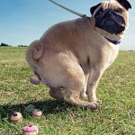 The Importance Of Scooping Your Dog's Poo