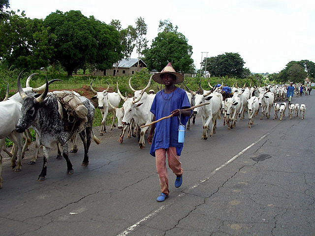 Farmers/Herders' clash: Osun to begin massive enumeration, headcount of migrants, immigrants to strengthen security