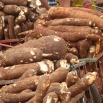 Cassava
