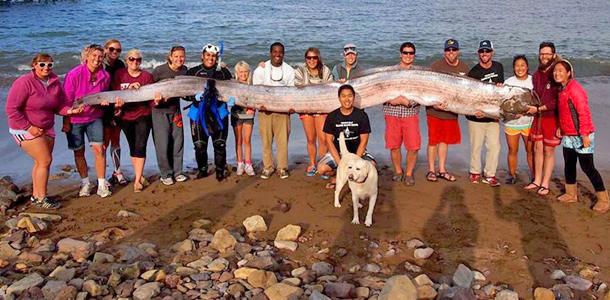 Mysterious U.S. ‘sea serpents’ draw crowds