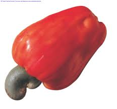 ‘Cashew can generate N1 trn in 10 years’