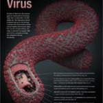 WHO confirms eight fresh cases of Ebola in DRC