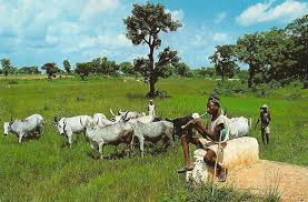 Tension in Oyo community over destruction of farmlands by herdsmen