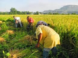 Bayelsa’s Oyoyo rice to sell in market by December
