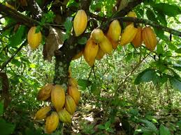 Osun to become hub of cocoa production in Nigeria, says Aregbesola