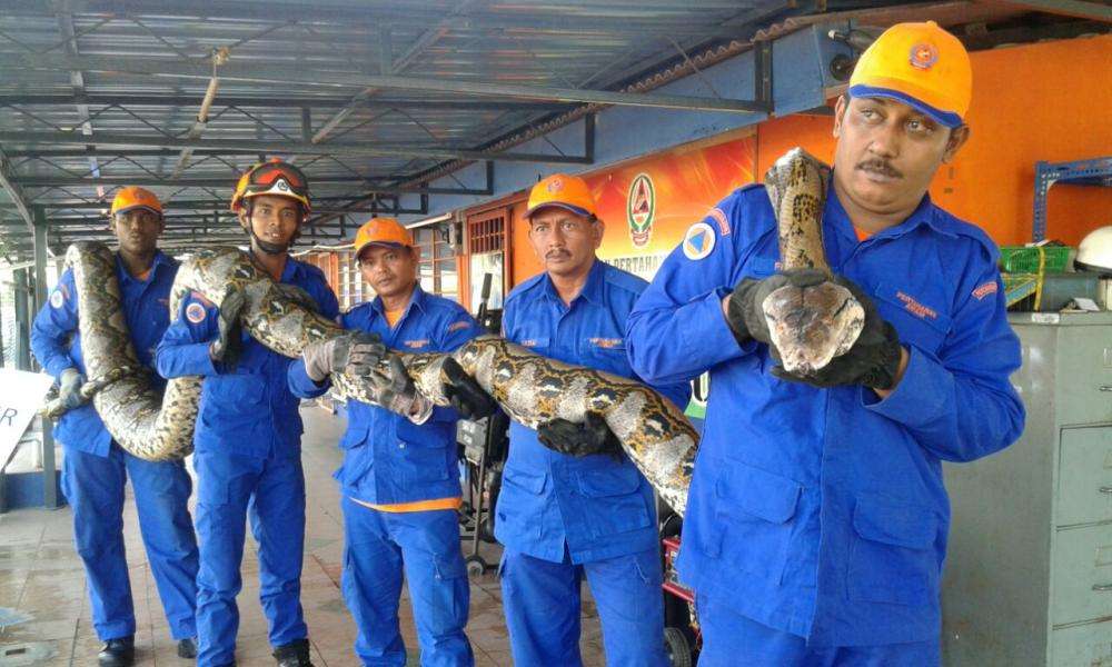 Python caught in Malaysia could be the longest ever recorded