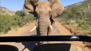 Schwarzenegger charged by elephant