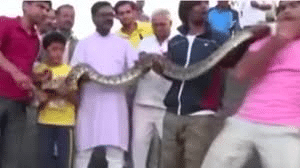 Indian  bitten by python while posing for selfie