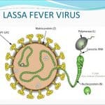 41 die of lassa fever in Bauchi