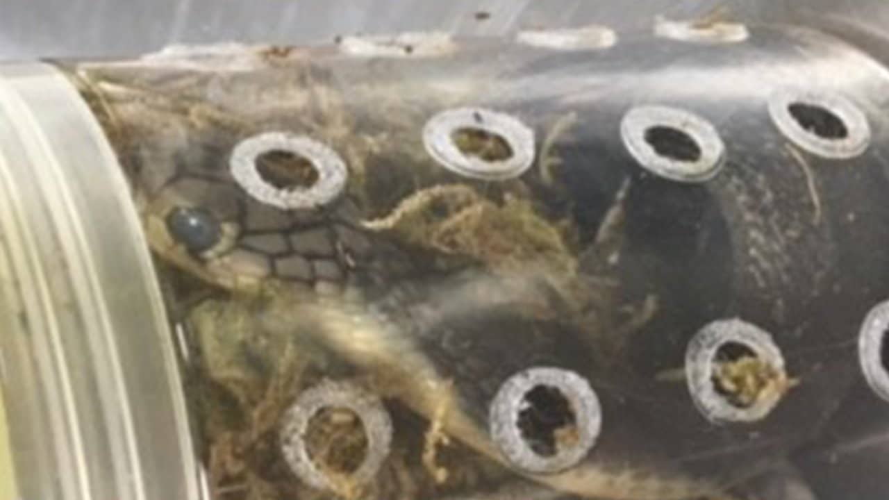 JAMB’s missing N35m: Court remands woman charged with blaming snake