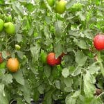 Enugu Govt to train 120 farmers on tomato farming