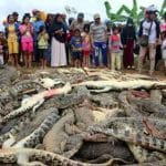 crocodiles, indonesia