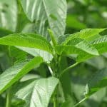 'Ewedu' can lower cholesterol, stabilise blood pressure, says Food Scientist