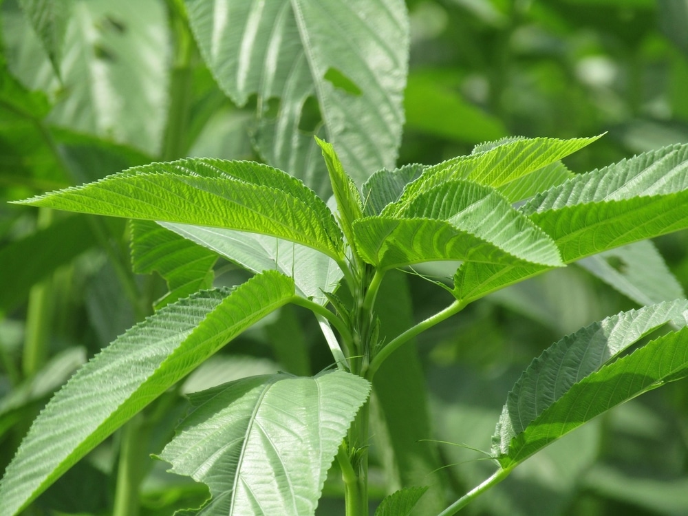 'Ewedu' can lower cholesterol, stabilise blood pressure, says Food Scientist