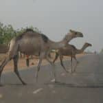 FRSC worries over threats of accidents by camels in Jigawa