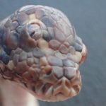Three-eyed python found in Australia’s Humpty Doo
