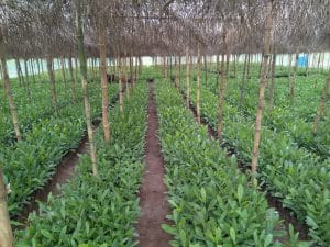 Fire guts Nigeria’s largest cashew nursery worth N220m