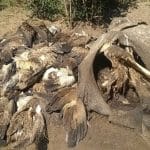 500 vultures found dead after consuming poisoned elephants