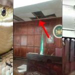 Snake disrupts legislative activities in Ondo Assembly
