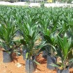 Enugu Govt distributes oil palm seedlings to farmers to boost production