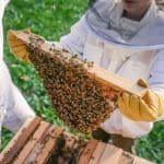 Enugu to increase beekeeping activities to boost IGR
