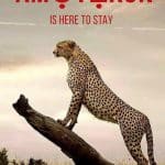 Group to South-West governors: Empower Amotekun