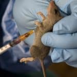 Kogi confirms nine cases of Lassa fever, four deaths