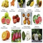 FUTA Researchers: This is the time to consume more Agbalumo, Cashew, Guava, Basil leaf