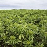 Kogi: Indian hemp farmer tells NDLEA officials 'I have invested so much, rather than destroy my farm, kill me'