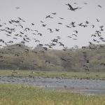 UNESCO approves three additional biosphere reserves for Nigeria