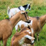 FRSC impounds vehicle loaded with allegedly stolen goats
