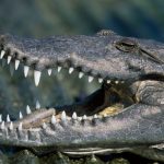 Crocodiles kill mineworker