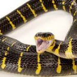 Rising dollar rates push prices of anti-snake venom to N45,000 per vial