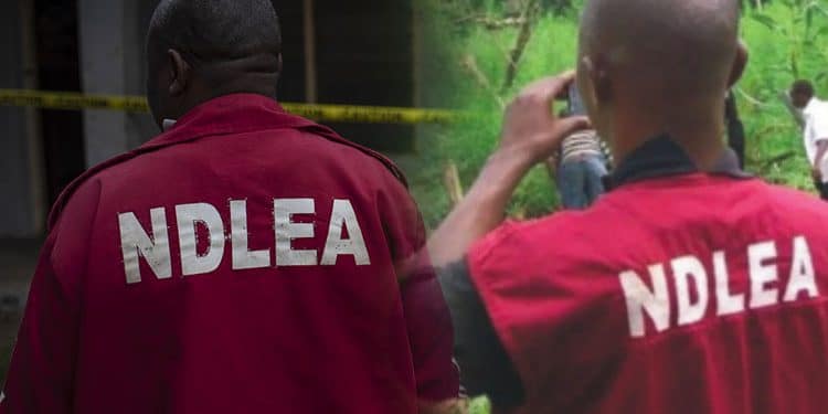 NDLEA arrests 48 suspects over alleged drug trafficking in Edo