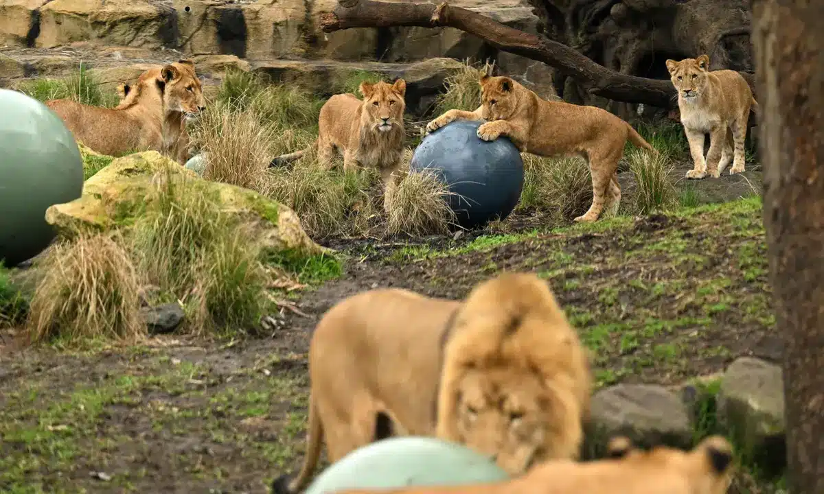 Australian zoo put into lockdown after five lions escape