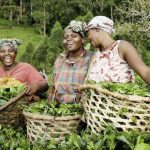 Tea Farmers in Uganda