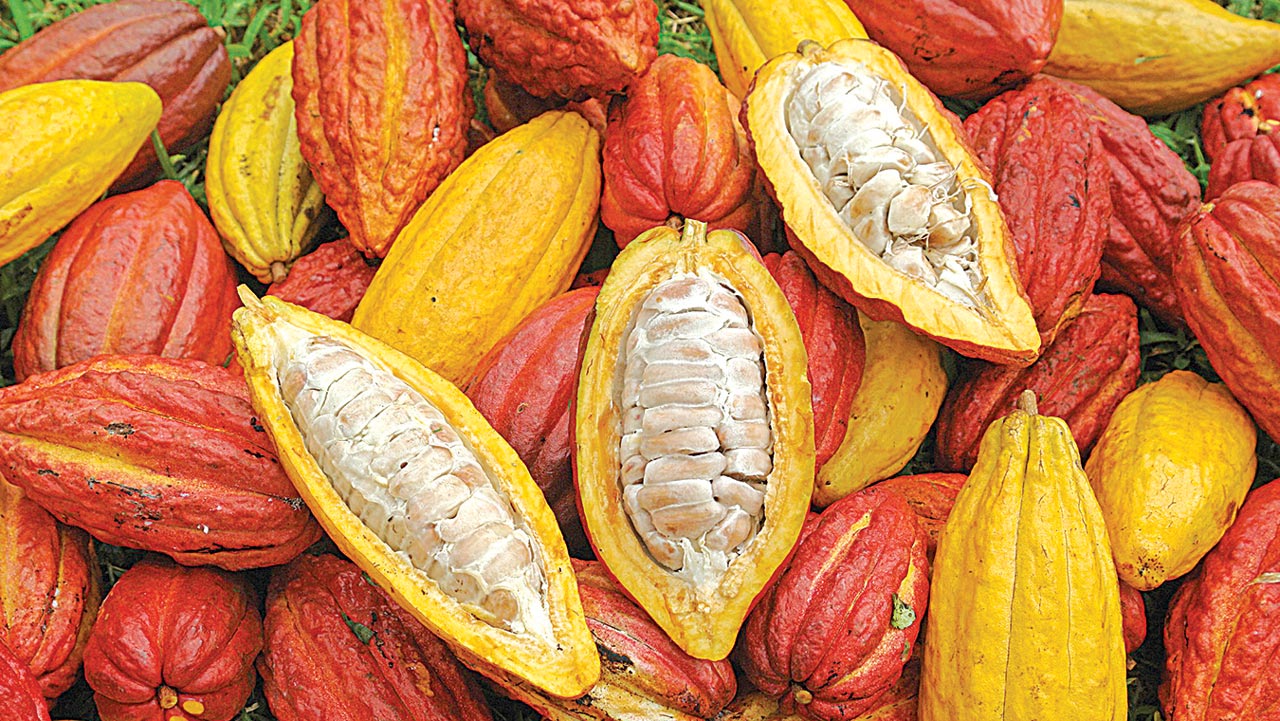 EKSG advises cocoa farmers to participate actively in cocoa policy formulation
