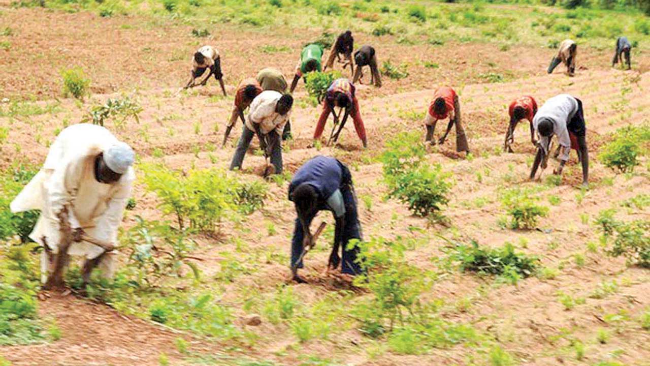 Rain shortage: Borno farmers resort to prayers