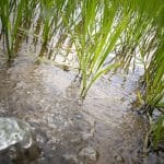 22 June 2011 - Sapa, Vietnam - Rice fields in a hill tribe village: Global fresh water consumption multiplied by six during the 20th century, while the population tripled during the same period. (World Water Council)  Photo Credit :Kibae Park/UN Photo