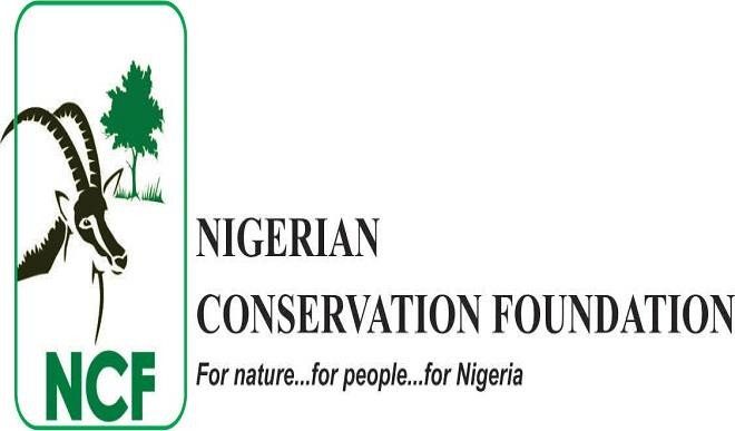 Save vultures to prevent extinction, looming epidemic – NCF urges Nigerians