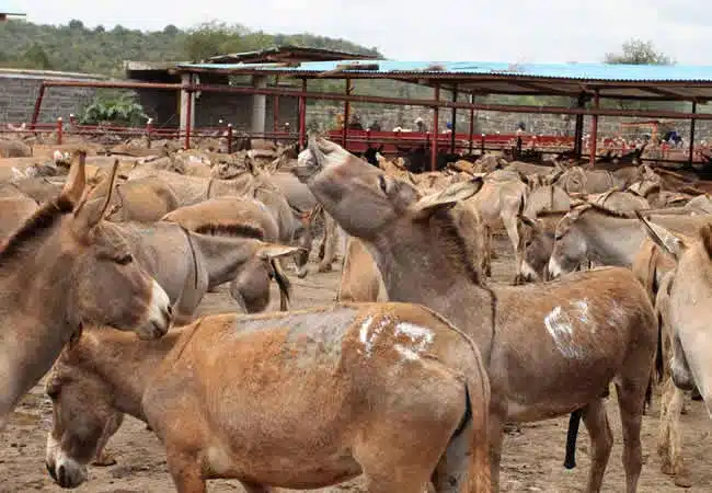Nigeria can earn $60m annually from donkey production- Farmers
