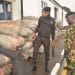 Navy intercepts 72 bags of cannabis in Lagos