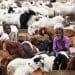 Sallah: Badagry ram sellers lament low sales amid high prices