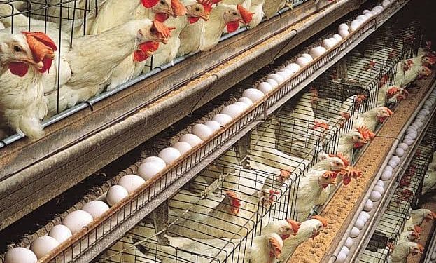 Poultry farmers blame egg price hike on scarcity, feed cost