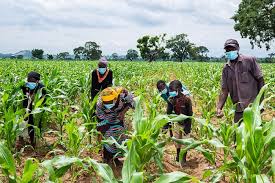 Crop theft forces Yobe farmers to relocate to farms