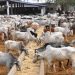 Brazilian meat processing firm to visit Kebbi for livestock investment