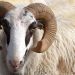 Ram