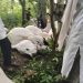 Thunderstorm kills 32 cows in Ogun