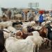 Eid-el-Kabir: Ram sellers decry low patronage as prices soar in Ile-Ife