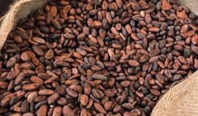 Cocoa adulteration costs us loss of premium in global market- Ondo govt.